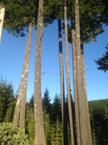 Awesome blue skies between the Douglas Firs.